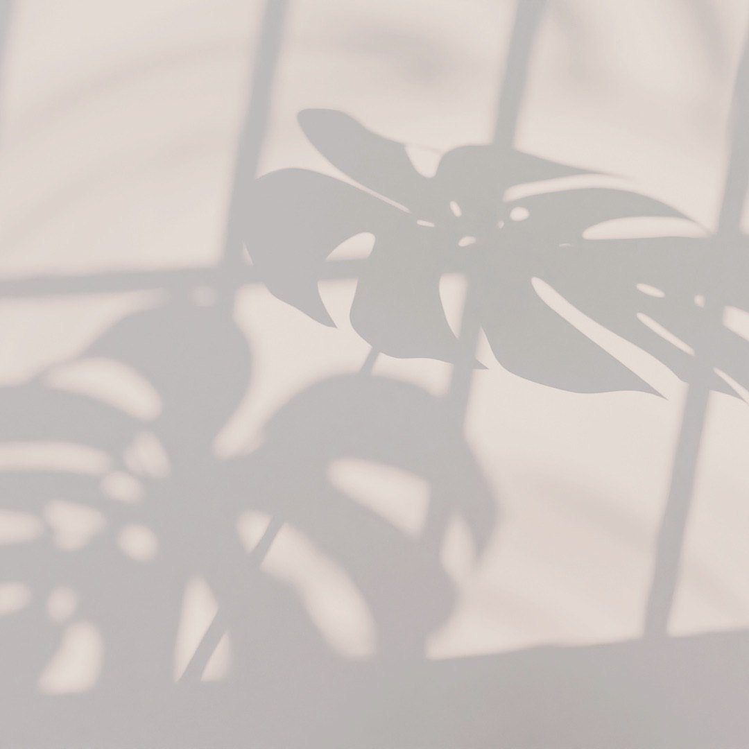 A monstera leaf casting a shadow on a pale wall