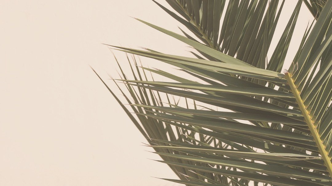 Palms outside the studio in Haiku